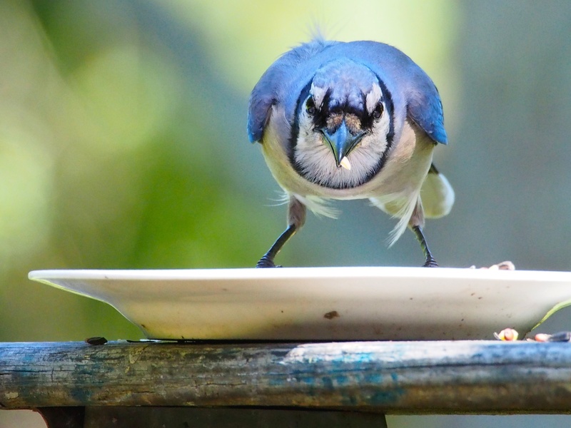 rubbish removal rubbish clearance